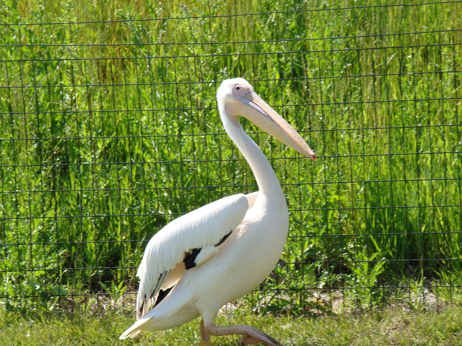 Great White Pelican