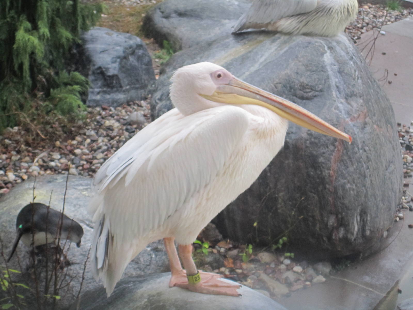 Great White Pelican