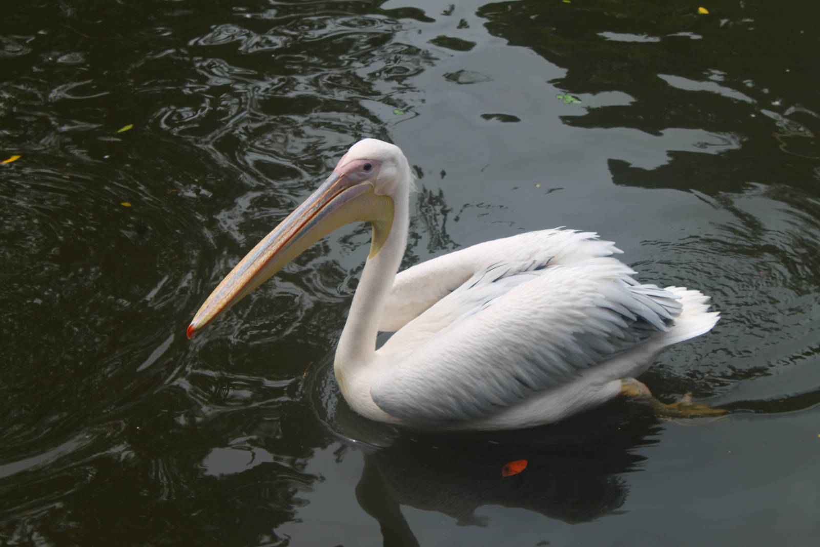Great White Pelican