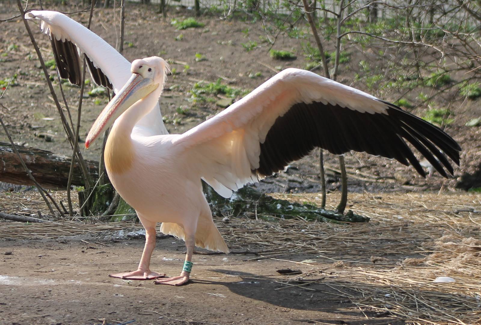 Great white pelican