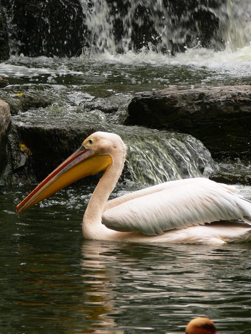 Great white pelican