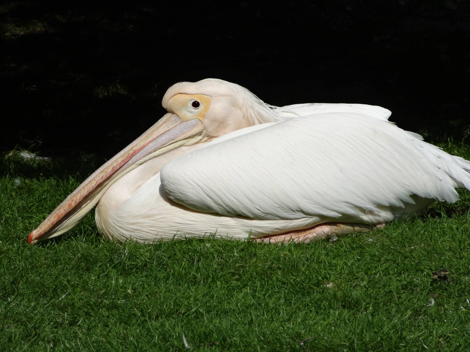 Great white pelican
