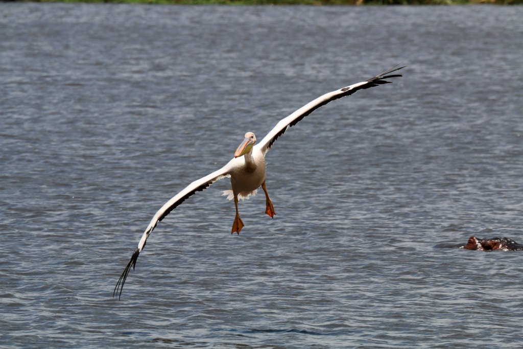 Great White Pelican