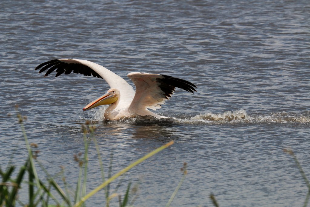 Great White Pelican