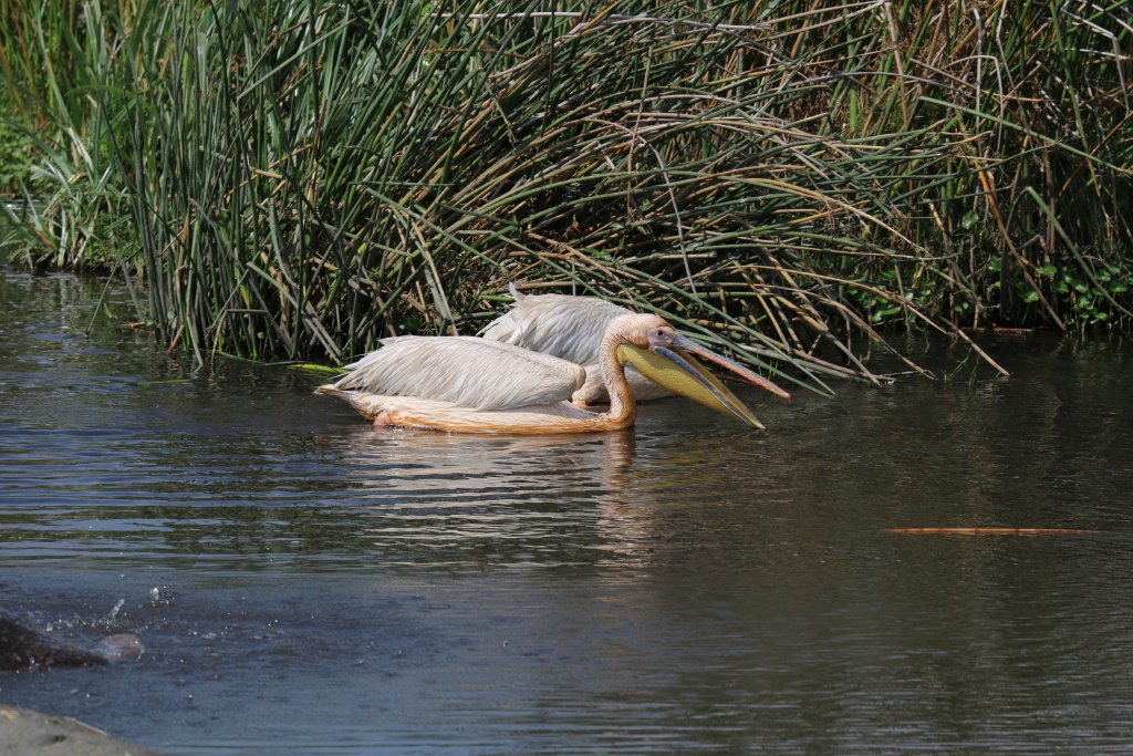Great White Pelican