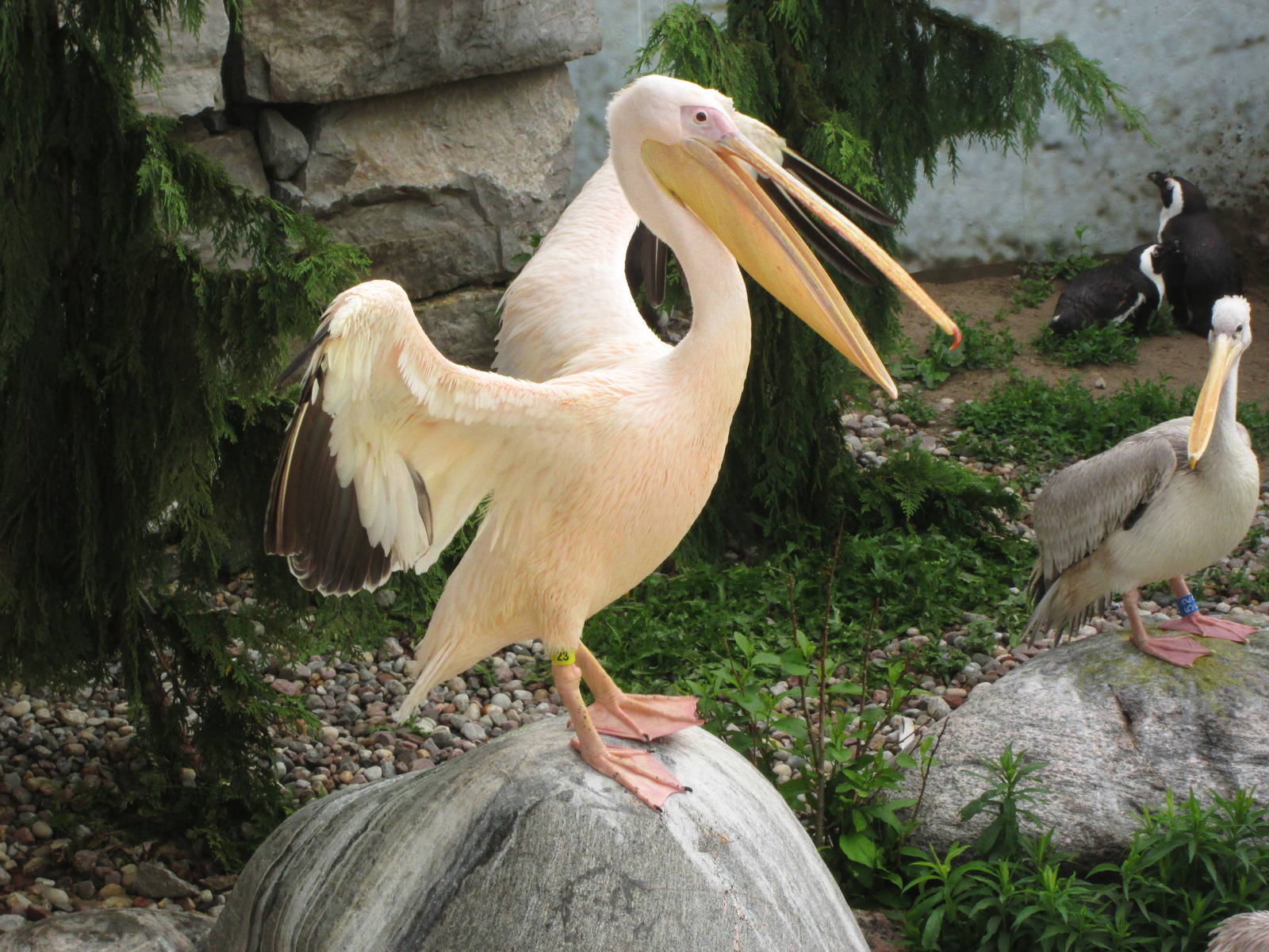Great White Pelican