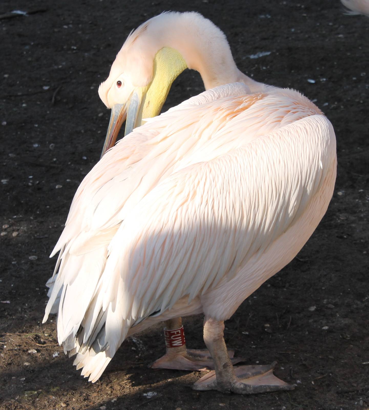 Great white pelican