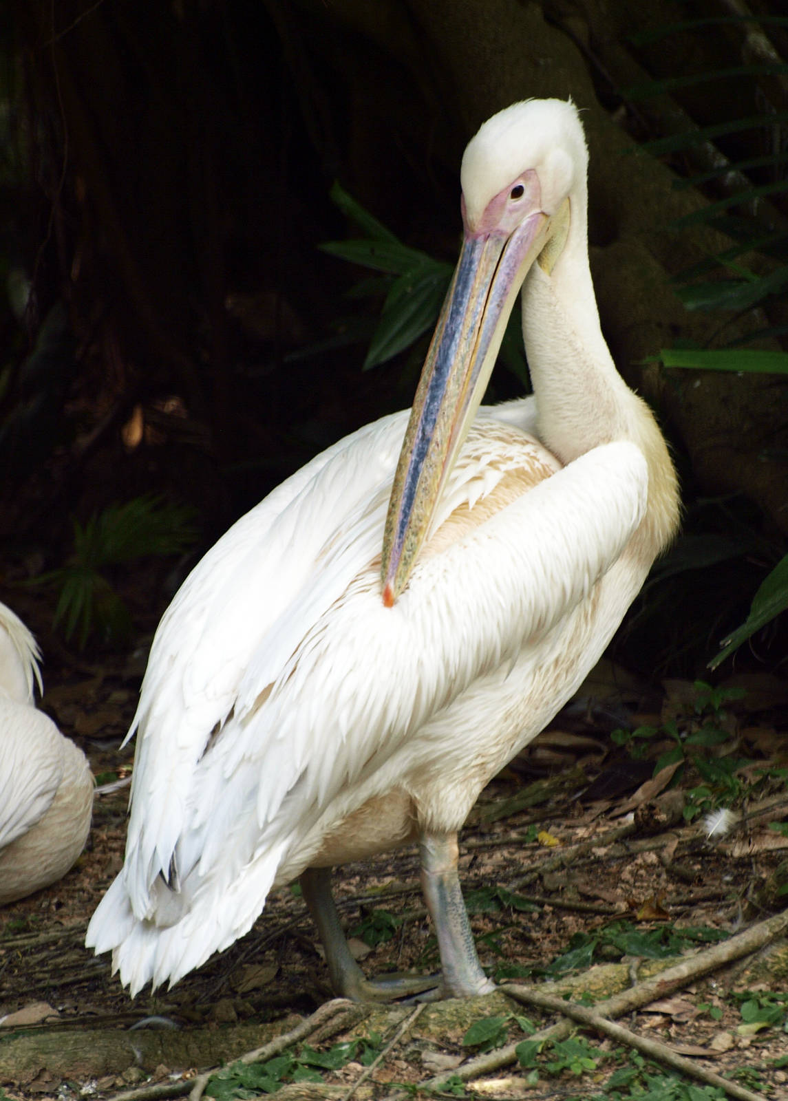 Great White Pelican