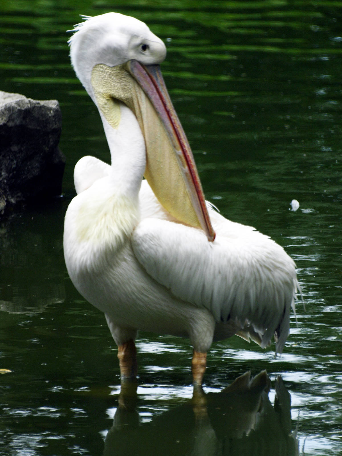 Great White Pelican
