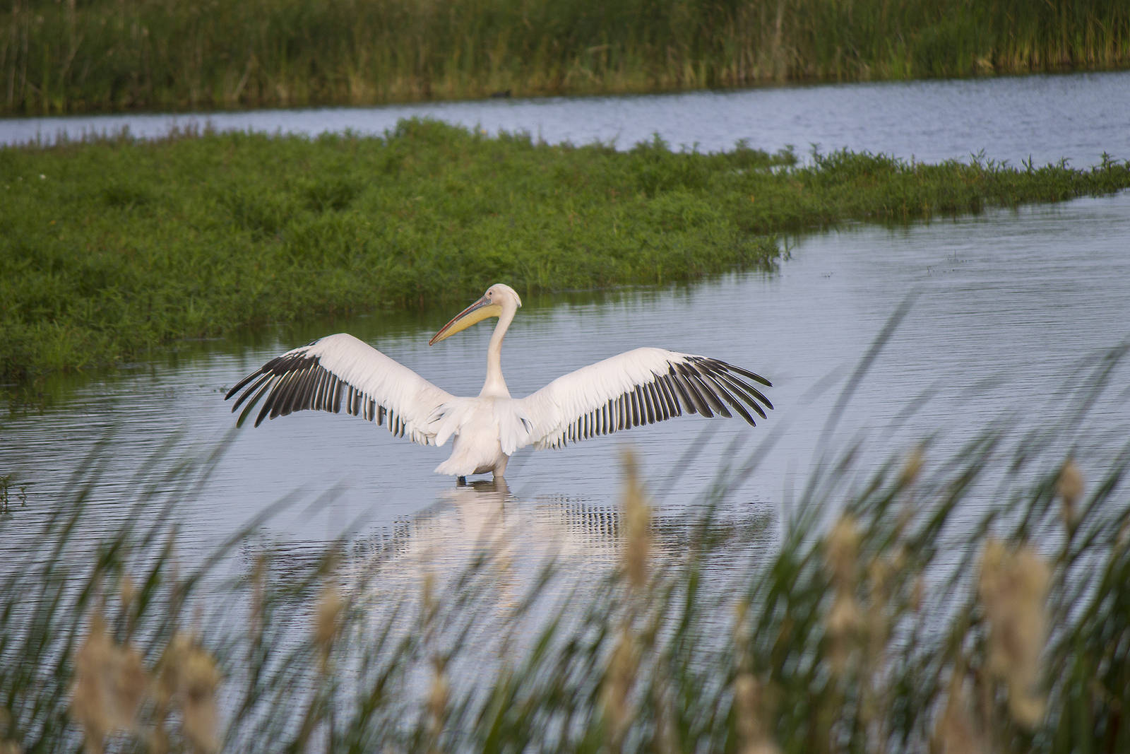 Great White Pelican