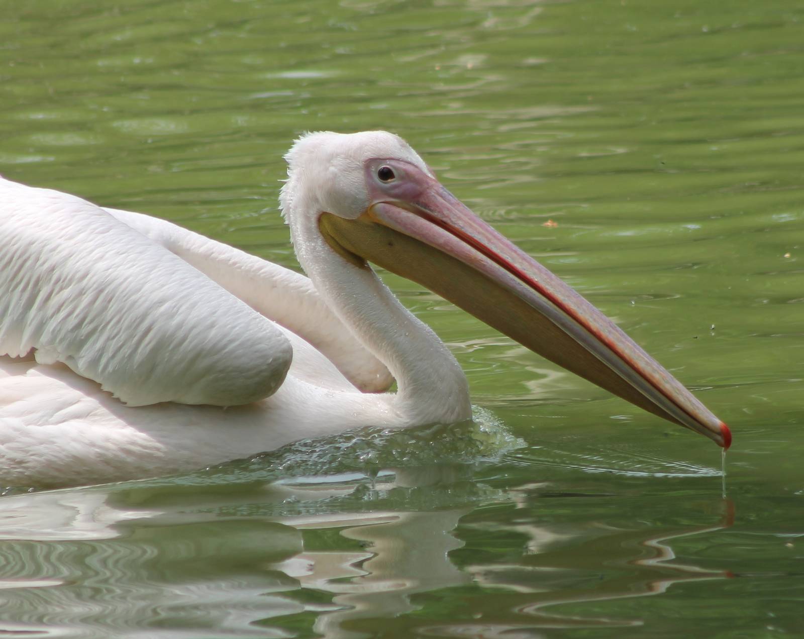 Great white pelican