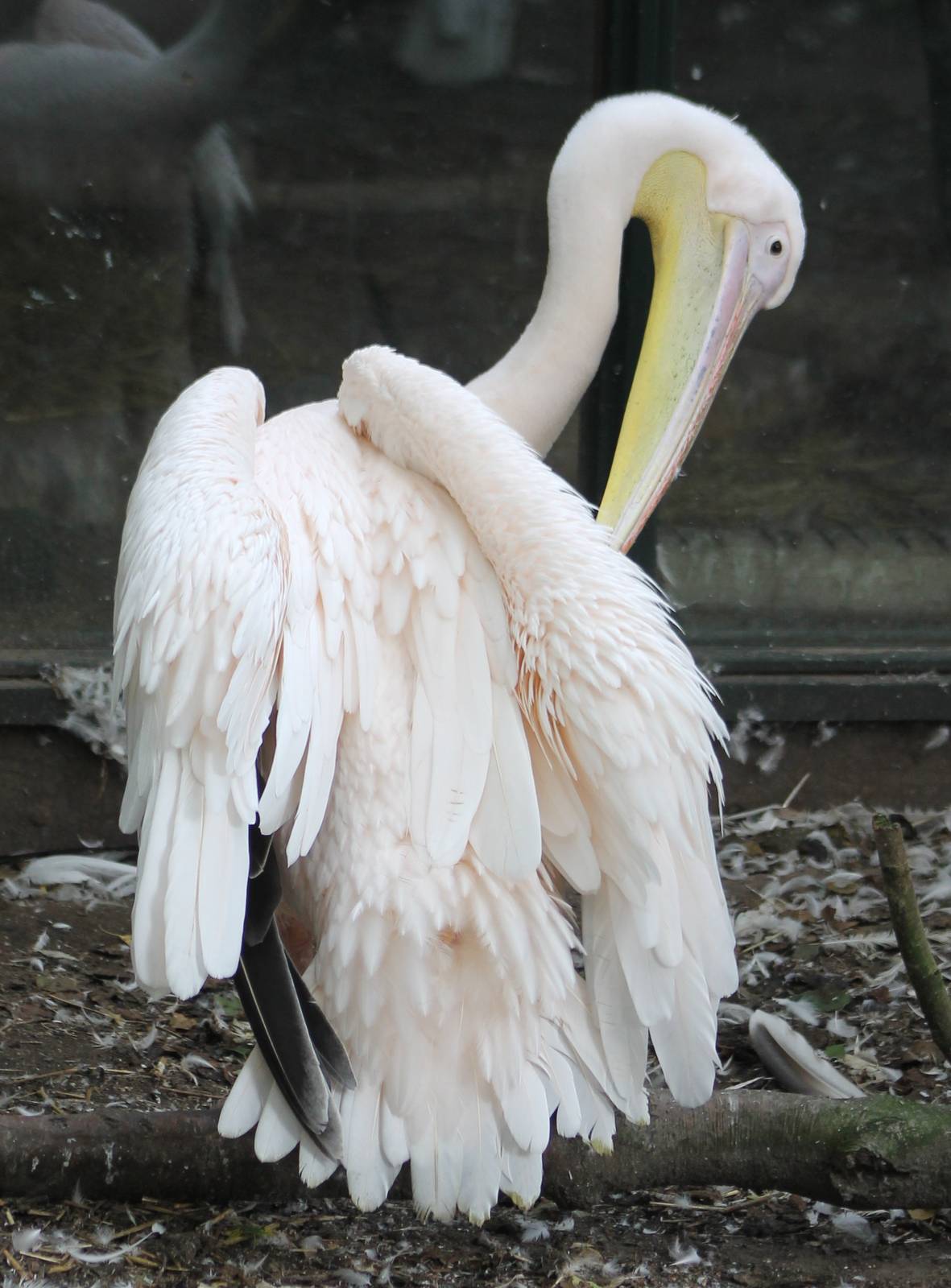 Great white pelican