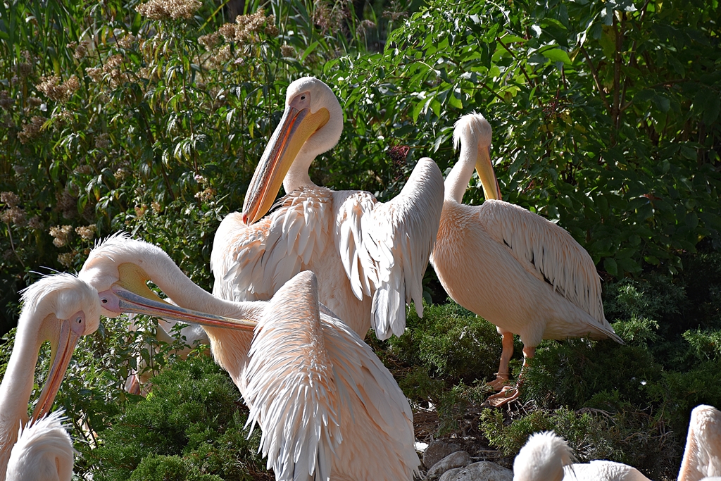 Great white pelican
