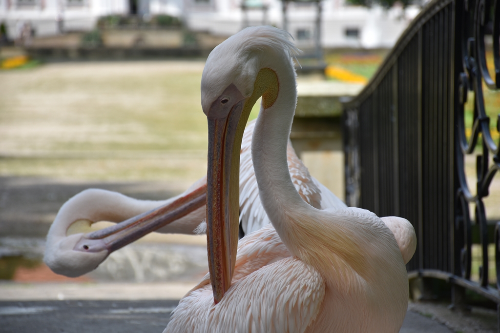 Great white pelican