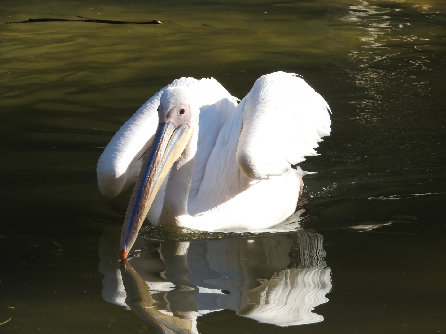 Great White Pelican