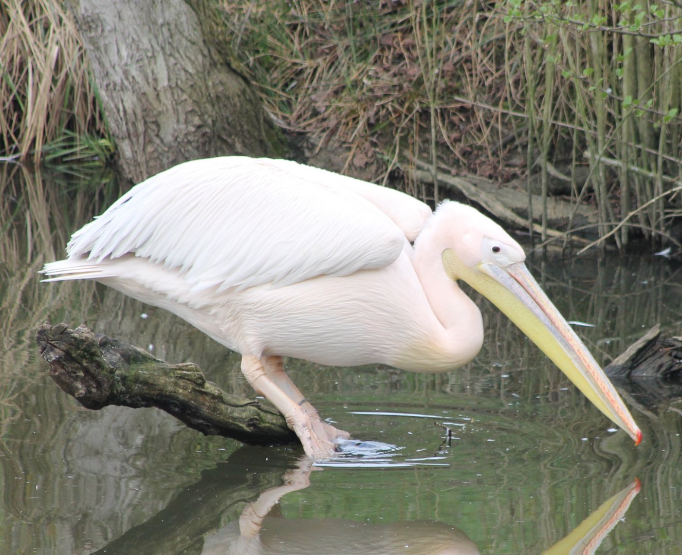 Great white pelican