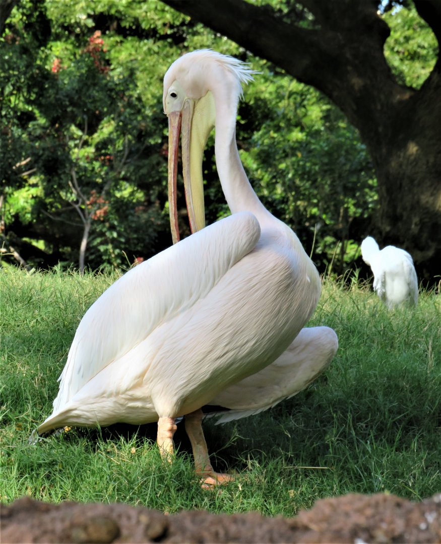 Great white pelican