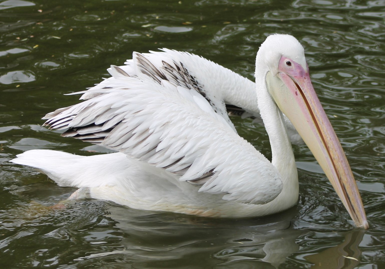 Great white pelican