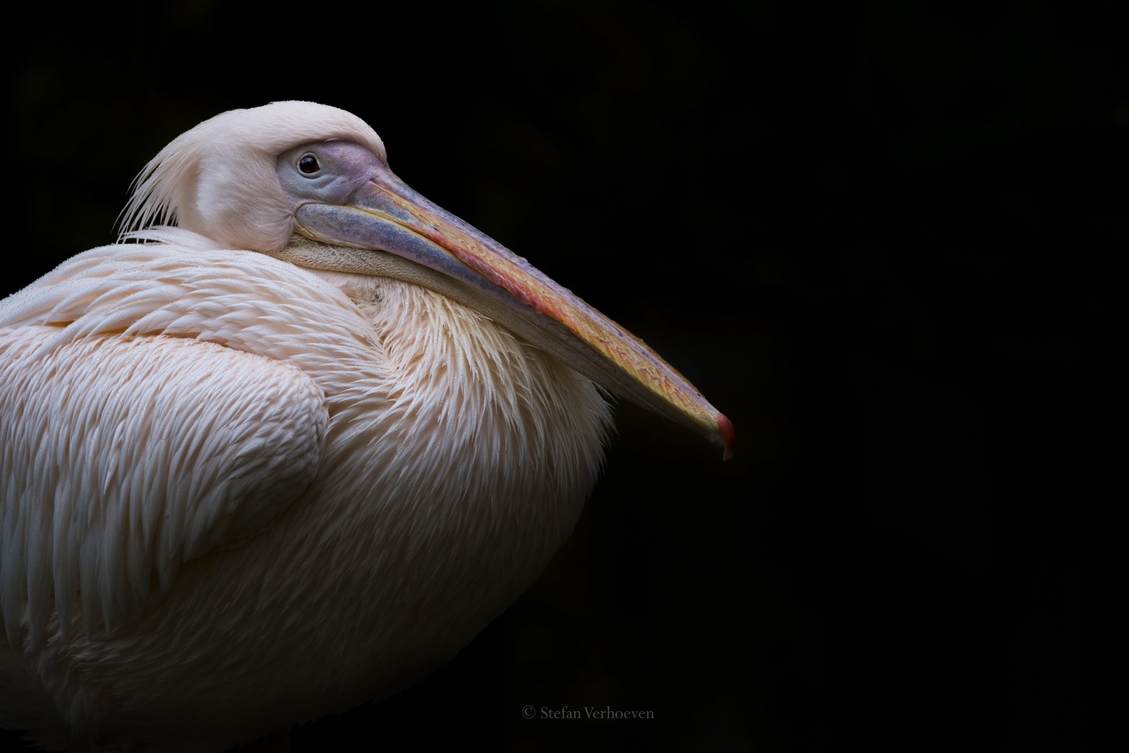Great white pelican