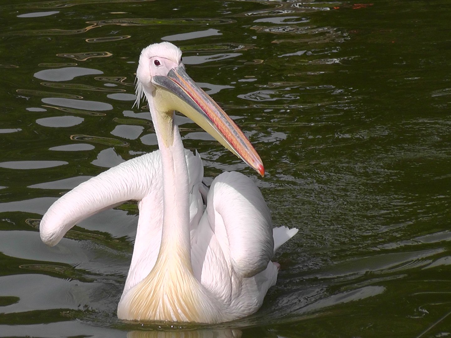 Great white Pelican