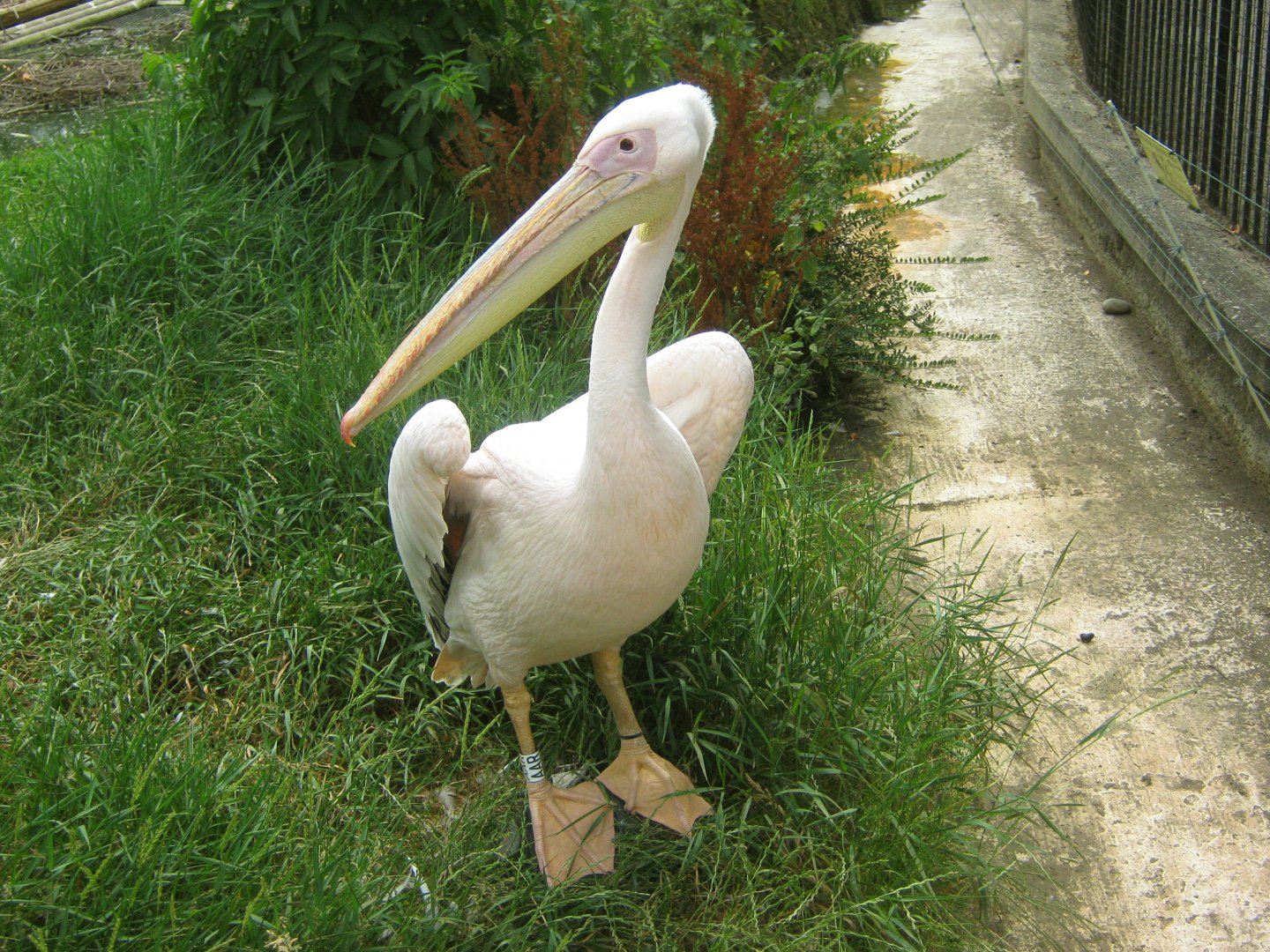 Great White Pelican