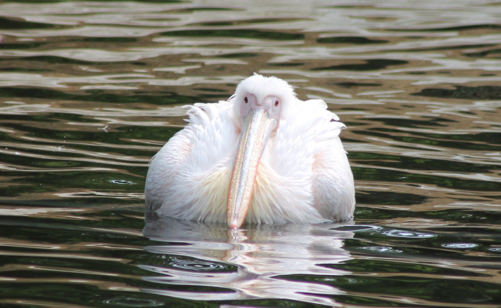 Great white pelican