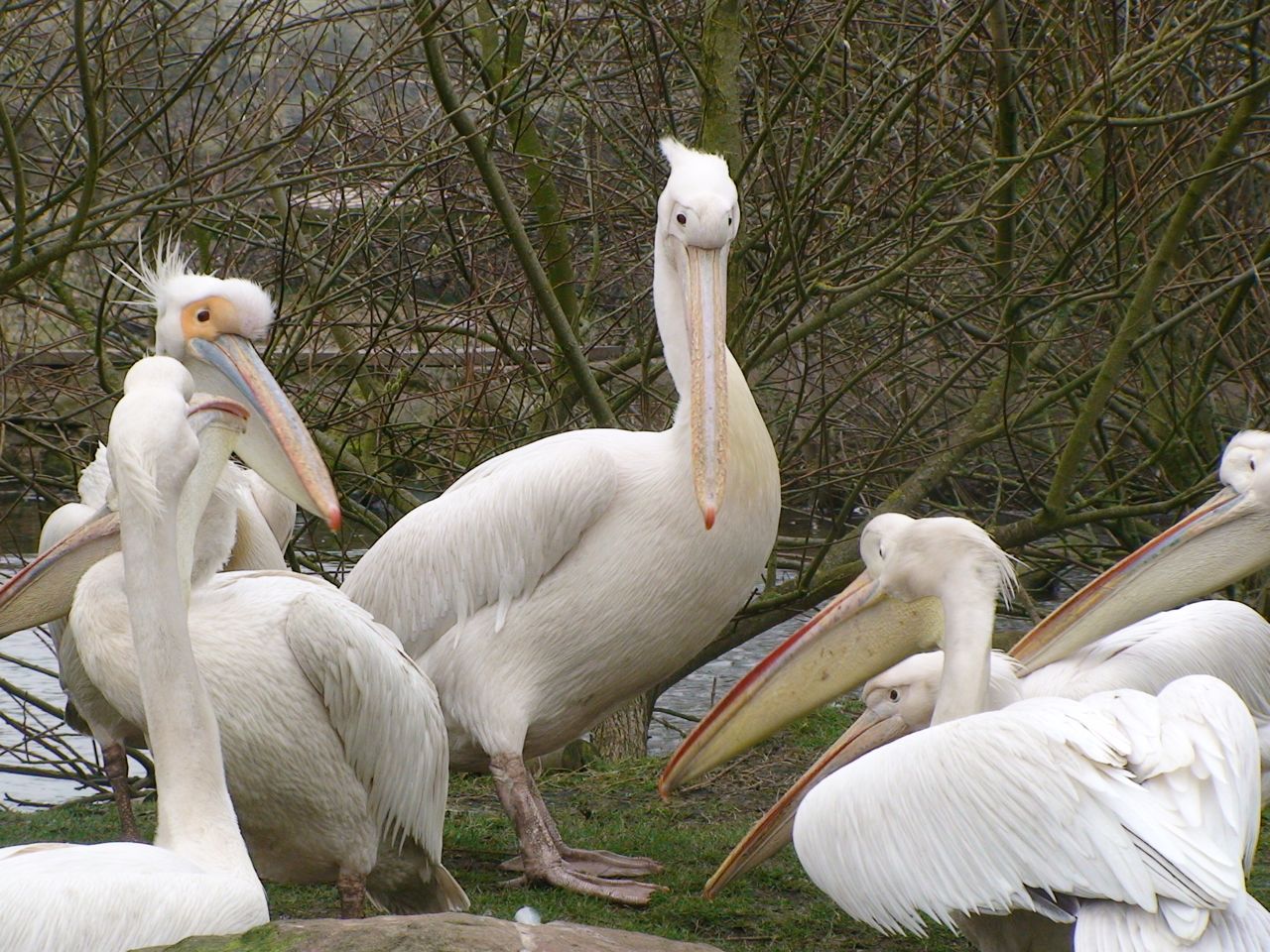 Great white Pelican