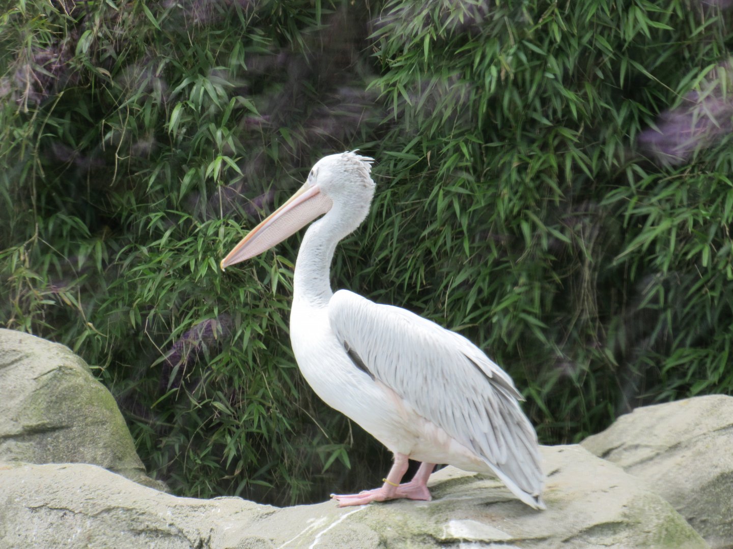 Great White Pelican