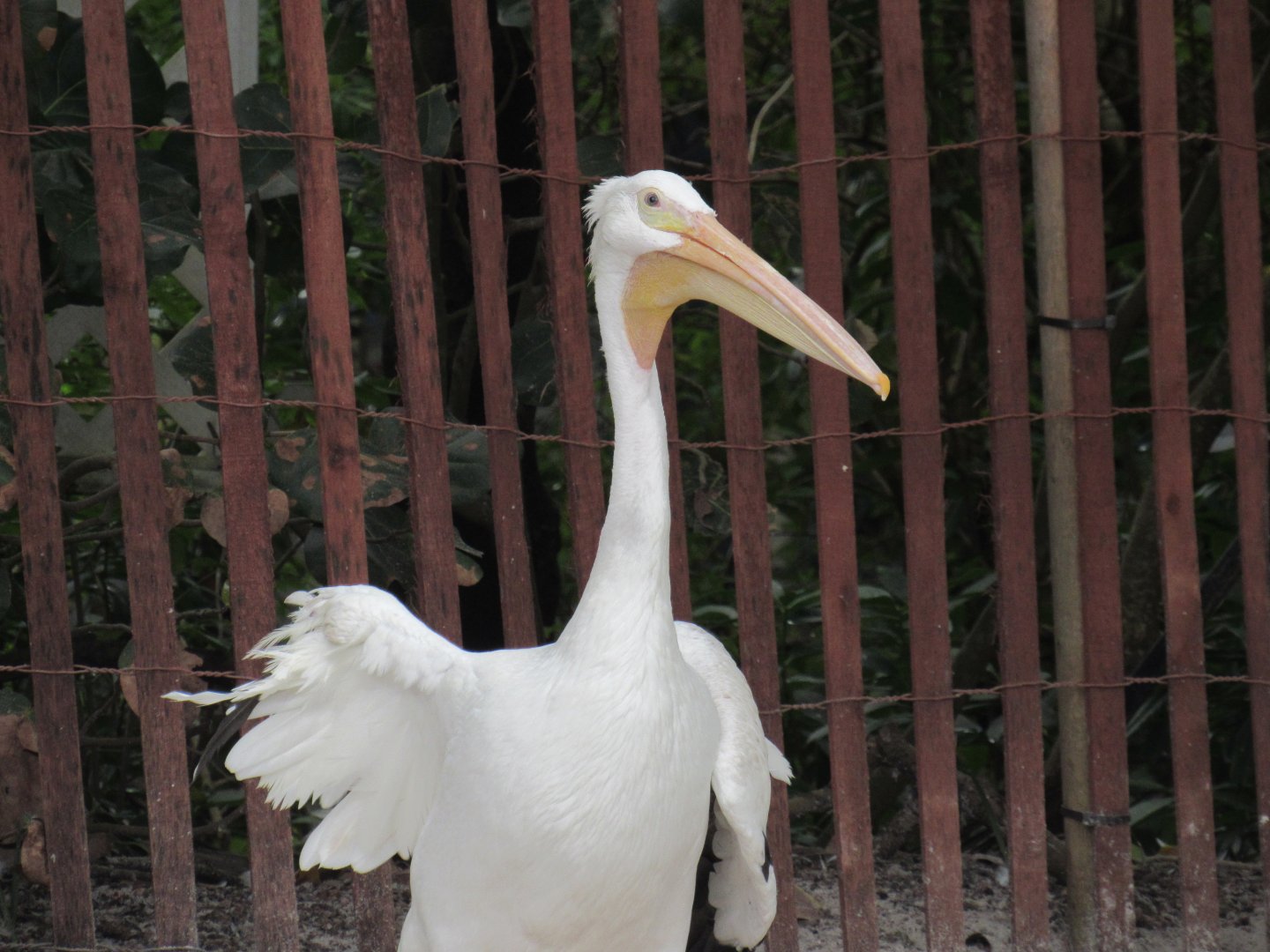 Great White Pelican