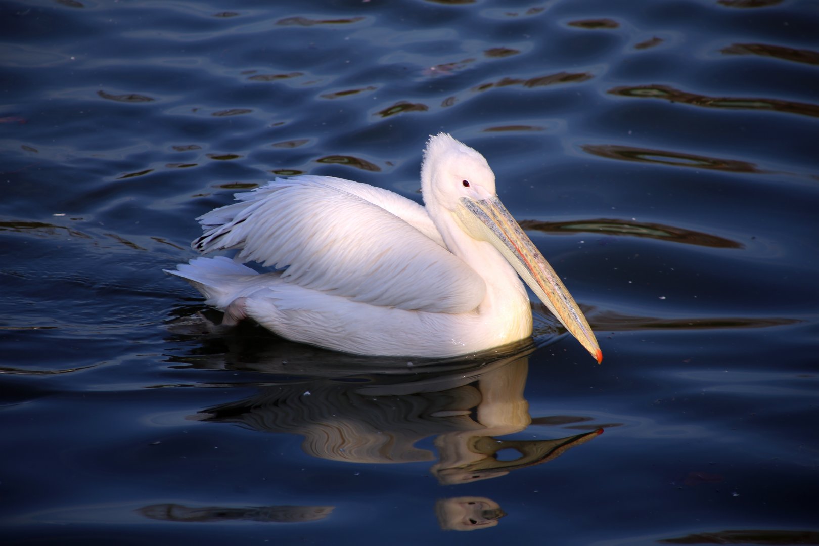 Great White Pelican