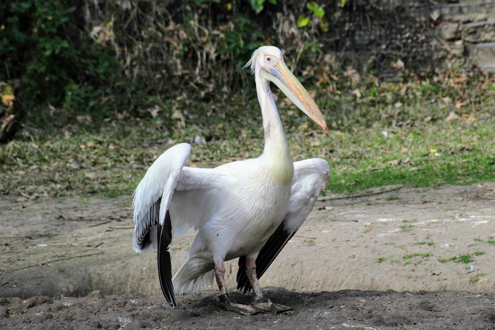 Great White Pelican