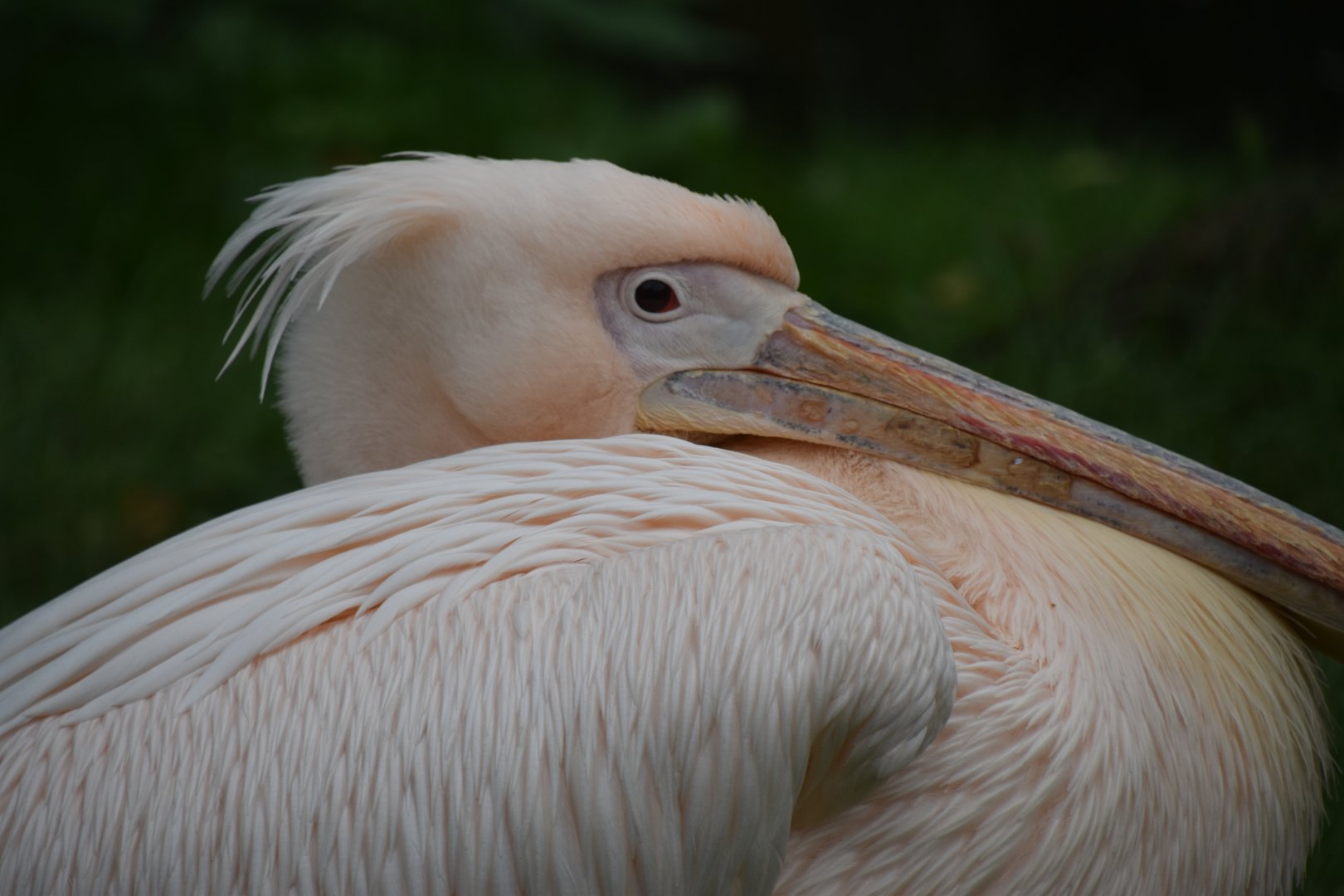 Great White Pelican