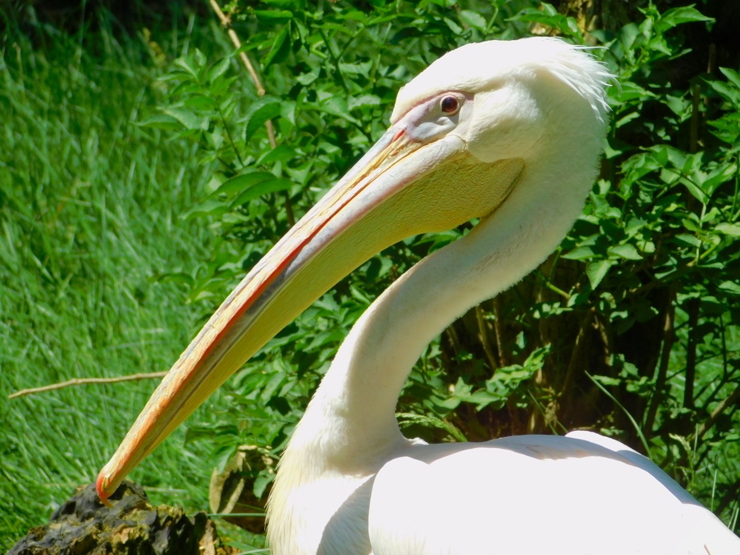 Great white pelican