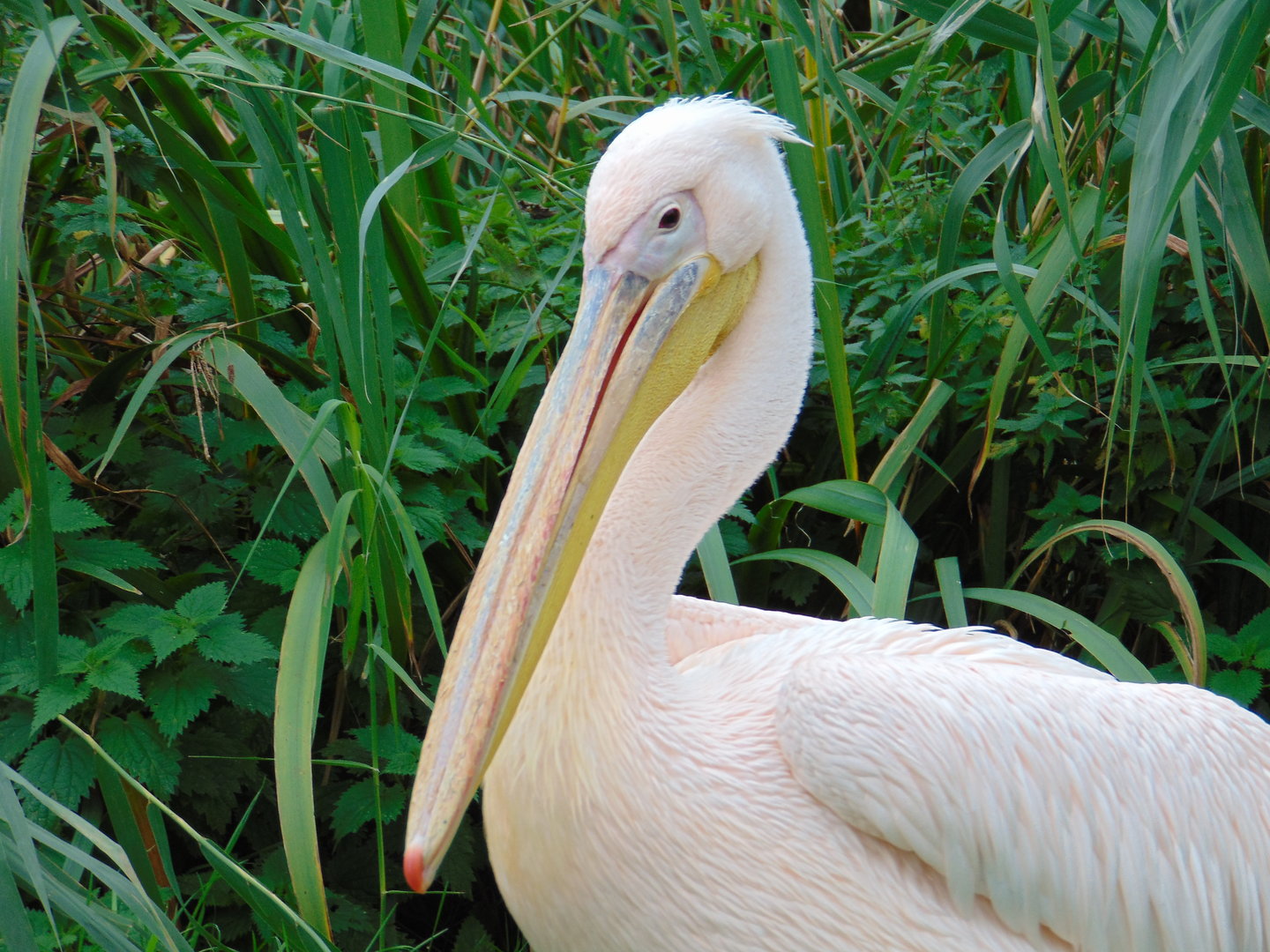 Great White Pelican