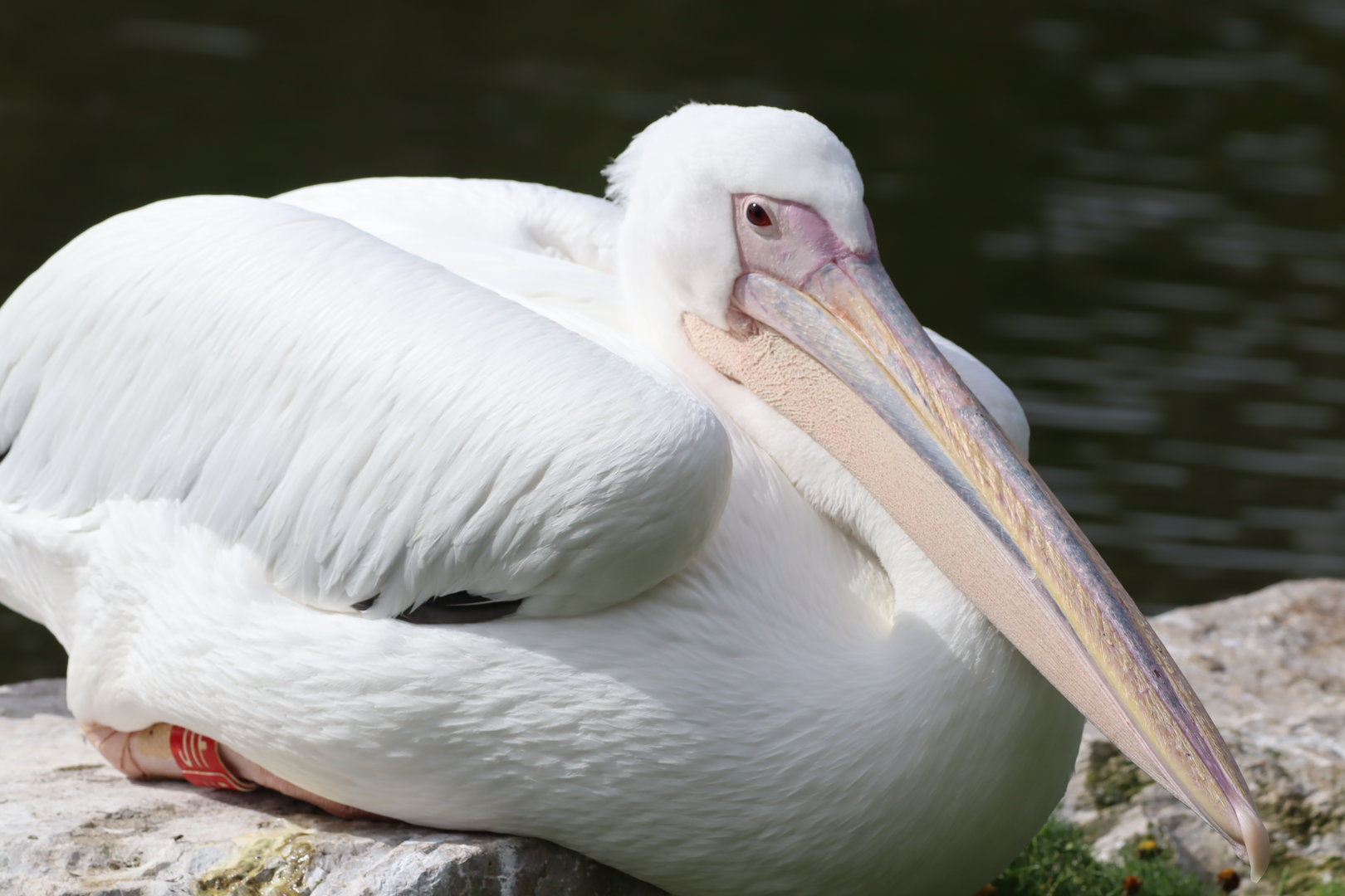 Great White Pelican