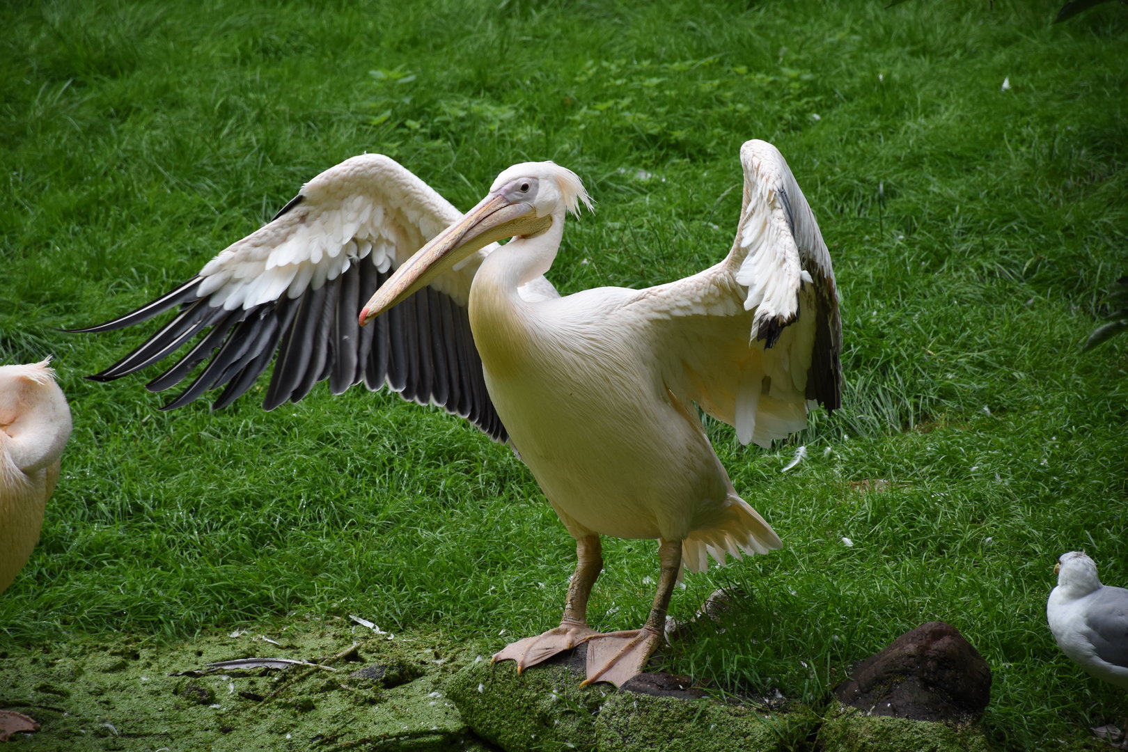Great white pelican