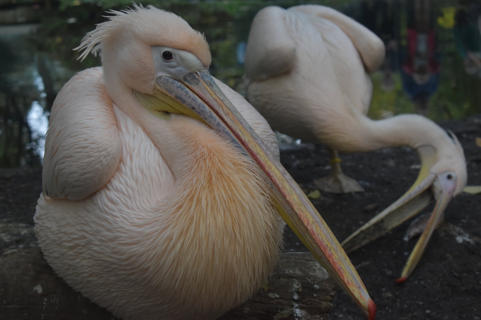 Great White Pelican