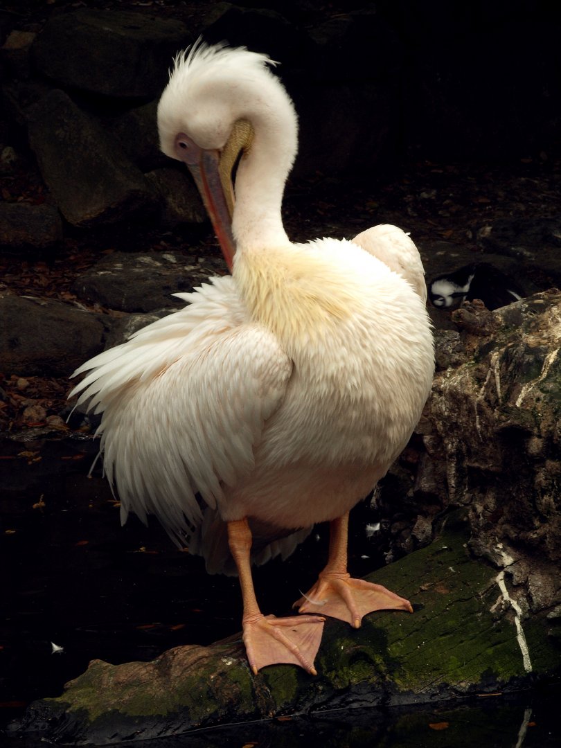 Great white pelican