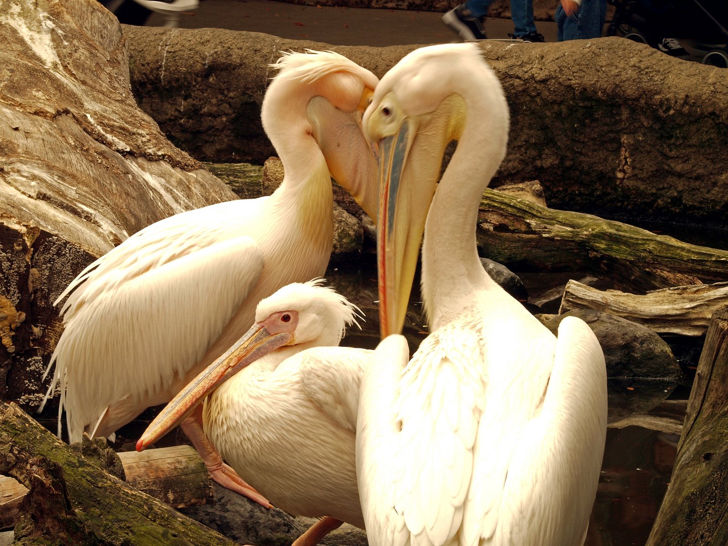 Great white pelican