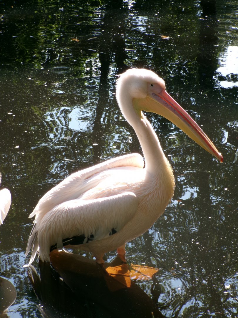 Great white pelican