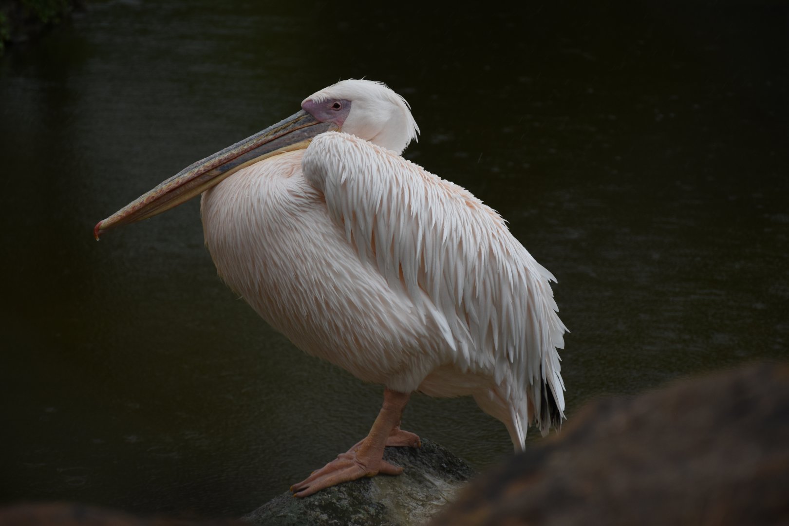 Great white pelican