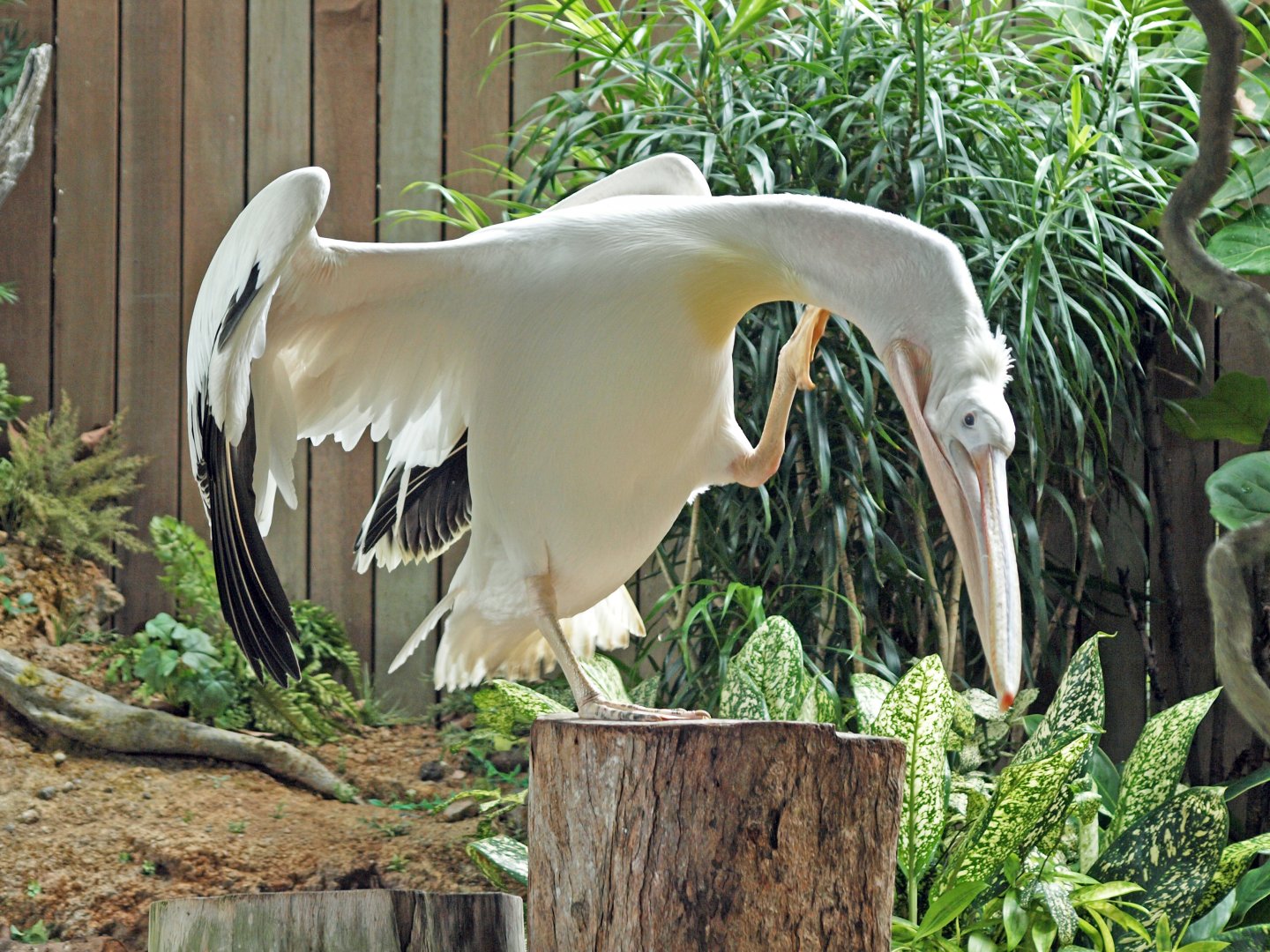Great white pelican