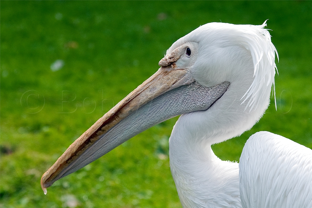 Great White Pelican