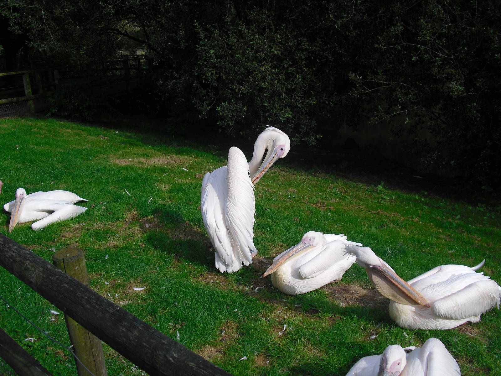Great White Pelicans - 01/10/2011