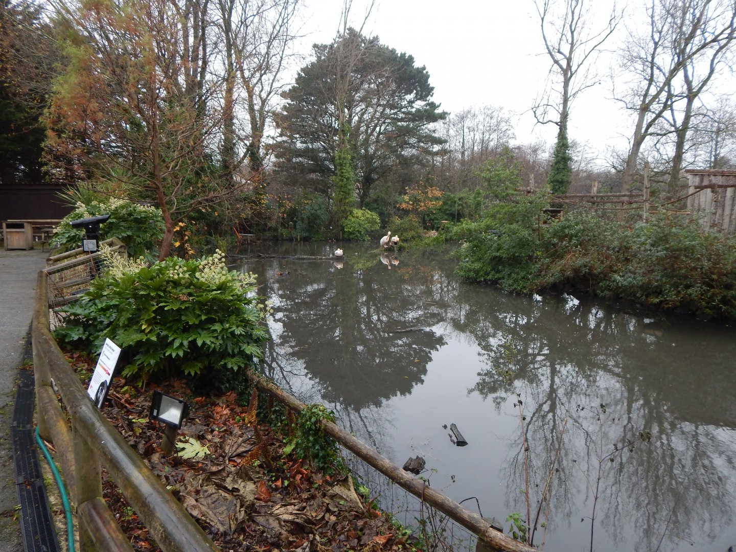 Great white pelicans 111221