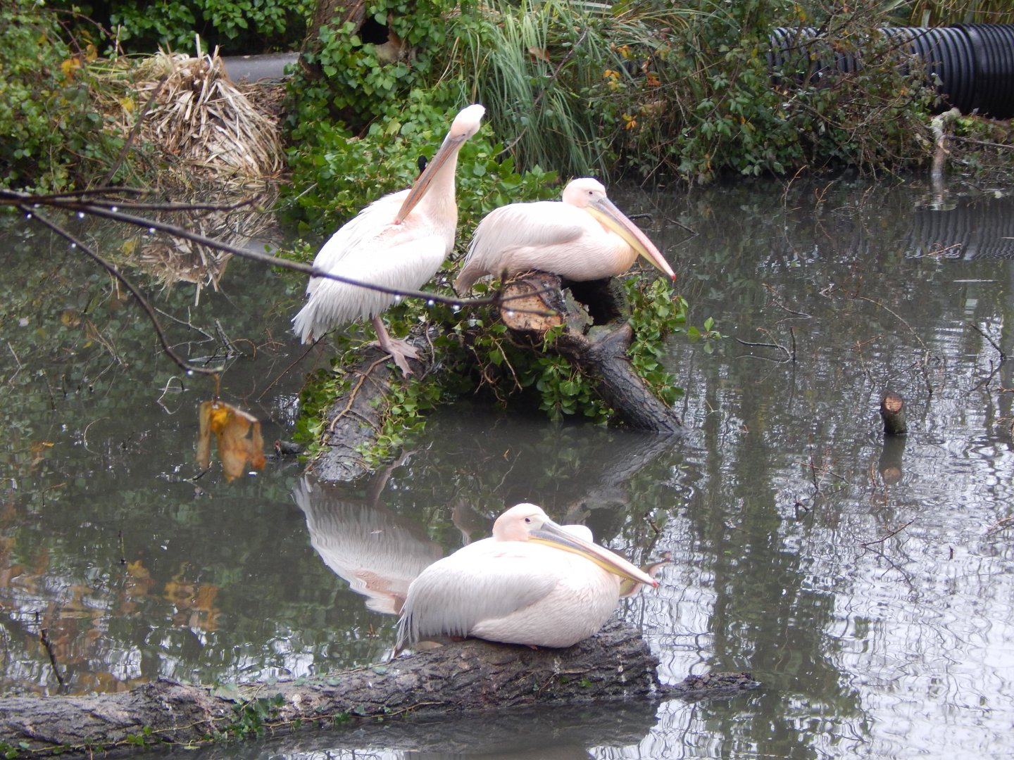 Great white pelicans 111221