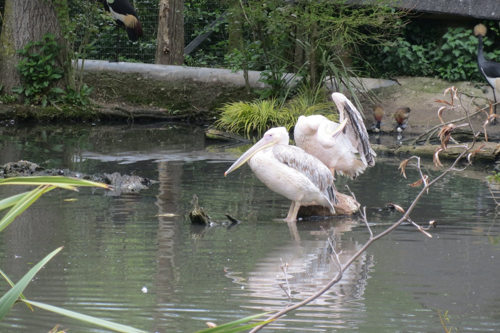 Great white pelicans 290419