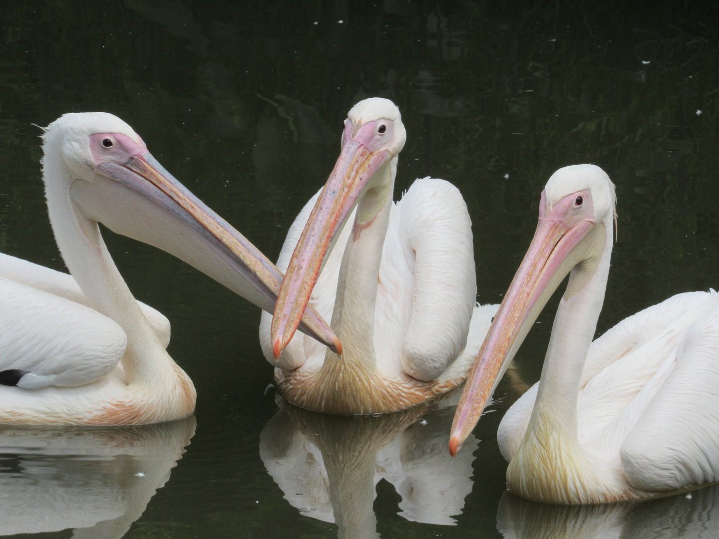 Great White Pelicans, African Journey