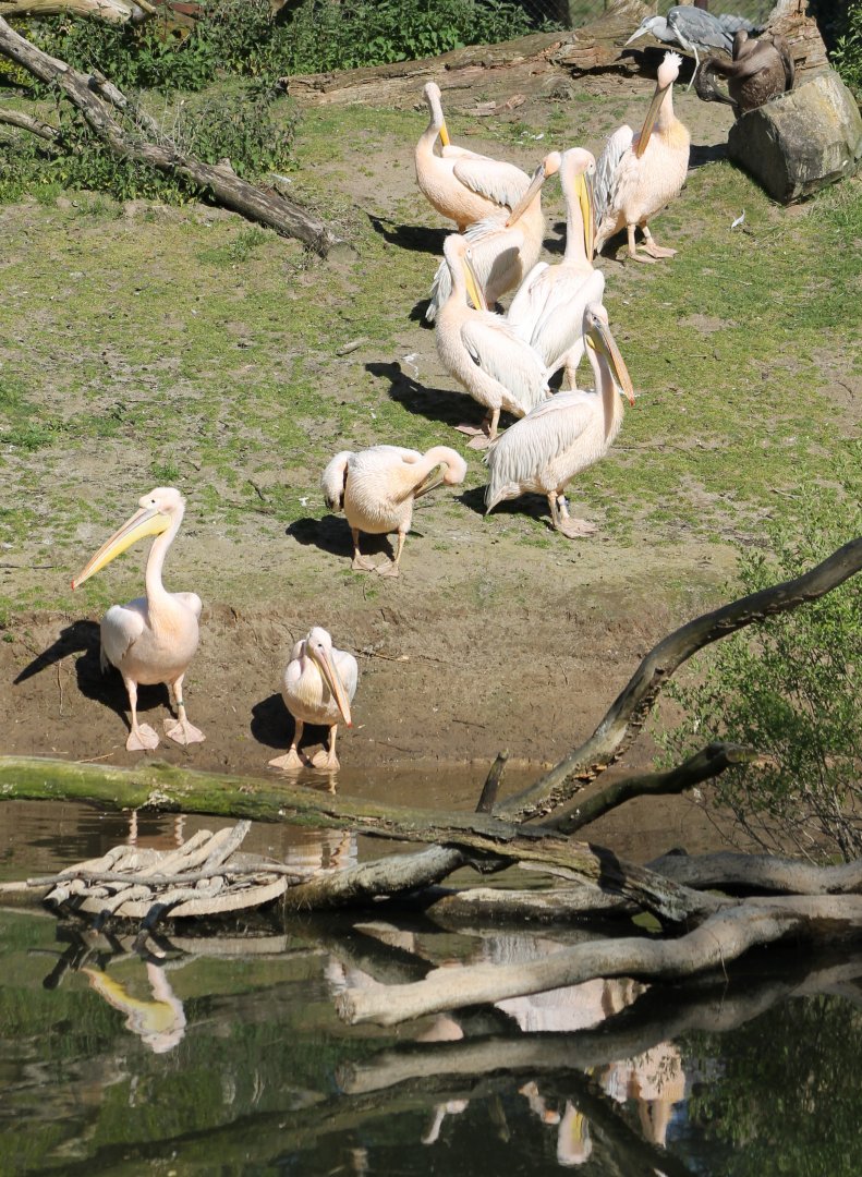 Great white pelicans - and heron