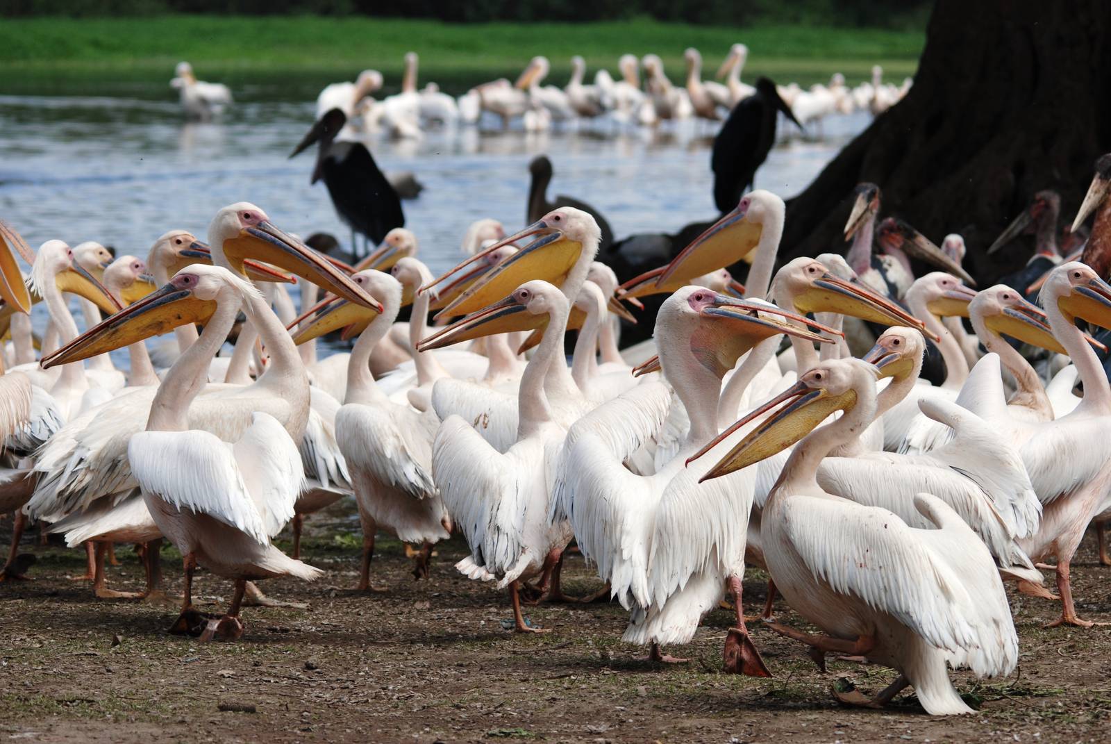 Great White Pelicans and Marabou at Ziway, 13/10/14